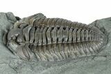 Flexicalymene Trilobite Fossil - Indiana #289053-1